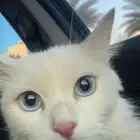 قطة للتبني