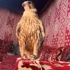 طير حر أصيل قرناس