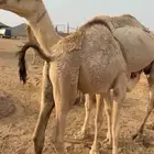 حشوان على اماتها