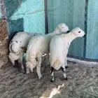 ثلاثه خرفان بلديه زبده