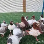 حمام كنق