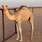 قعود للبيع