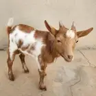 ماعز قزم تشيكي