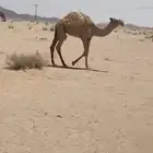 حشو حيران