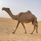 اللقحه الصفرا الكفو