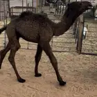 للبيع حوار ضيار