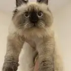قطه للبيع