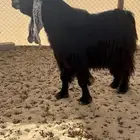 للبيع تيس عارضي صنف