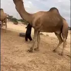 بعير حمر كفو