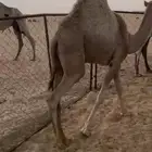 قعود بلدي مفرود