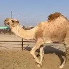 بعير اشقح للبيع