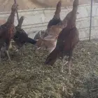 دجاج باكستاني