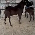 تيس فحل ادهم
