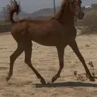 مهرة شيخه شيخه شعبيه