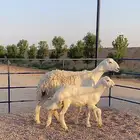 حريه خلفه صنف منوة ألقاني(تم البيع)