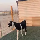 ثنيه ماقد استالدت. تم البيع