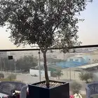 اشجار زيتون