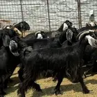 معزاء مراح عوارض