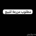 مطلوب مزرعه للبيع زراعية