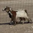 معزا جنوبيات العدد   2