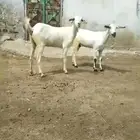 ماعز دف على البيع