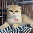 للبيع كتنز صغيرة
