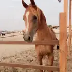 حصان عربي اوراق ولد فخر جهينه