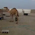 للبيع البكره المفروده