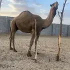 للبيع البعير الاشعل