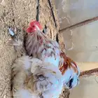 كوشن دجاج زينة