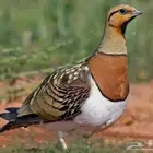 قطا نغاق شرط