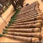 نخيل واشنطن للبيع بجميع انوواع المقاسات