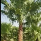 نخل واشنطني زينه للبيع