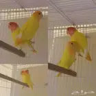 جوز روز تركيبه جديده الذكر اورنج ابلاين الأنثى رد ابلاين