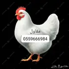 مقاول عنابر دواجن مغلقة