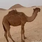 قعود