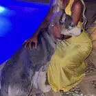 هاسكي للبيع Husky for sale