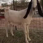 للبيع عنز مشروكة دافع
