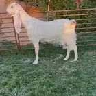 مطوره فاخره متبع