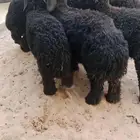 بهم عرب للبيع