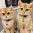 للبيع 2 سكوتش ستريت بيور قولد