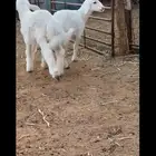 هرافى اعمارها فوق شهرين