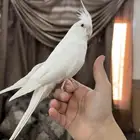 كروان البينو اليف جدا هدد نشبه حنونه جدا