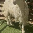 فحل اصفر ابرص