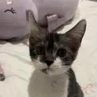 قطة صغيرة لتبني