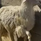فحل اصفر ابرص رباع