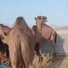 قروب لبيع الحاشي البلدي بالربع والثمن بالجموم