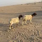 للبيع غنم نعيم