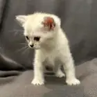 كيتن سكوتش ستريت انثى للبيع