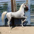 حصان واهو